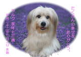 ラルクちゃんのメモリアル写真　ペット葬儀日：２０１０年７月３日　千葉県よりご依頼